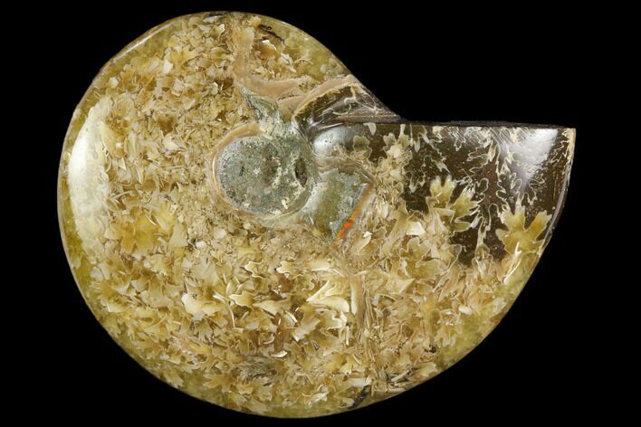 Polished, Agatized Ammonite (Cleoniceras) - Madagascar #119162